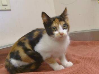 KAYLEIGH -  Domestic Short Hair Cat for Adoption in Sacramento, California - KAYLEIGH | PetCurious