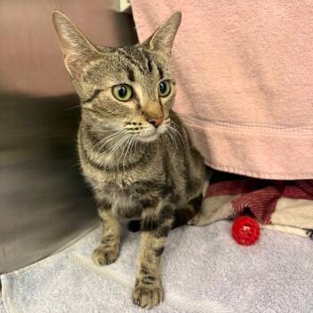 Sabine -  Domestic Short Hair Cat for Adoption in Pittsburgh, Pennsylvania - Sabine | PetCurious