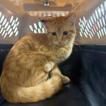 Domestic Short Hair Cats Available for Adoption in Milton, Florida - Trout | PetCurious