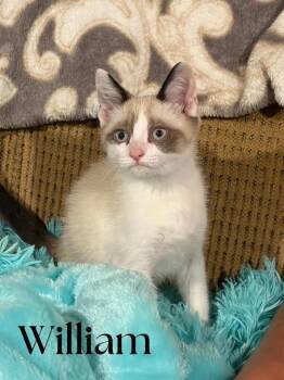 William Afton -  Siamese Cat for Adoption in Grand Rapids, Michigan - William Afton | PetCurious