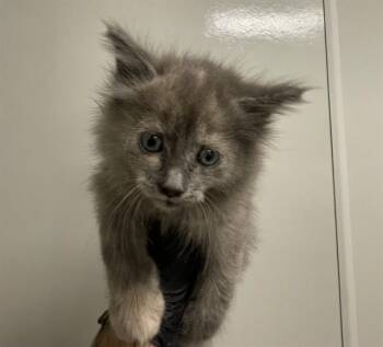POMNI - IN FOSTER -  Domestic Medium Hair Cat for Adoption in Ontario, California - POMNI - IN FOSTER | PetCurious