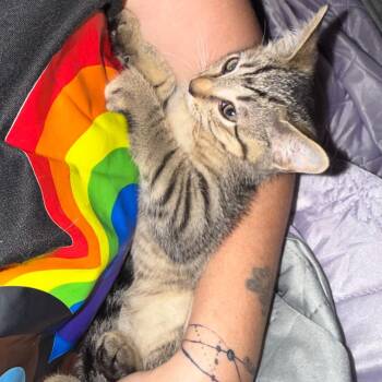 Venom -  Domestic Short Hair Cat for Adoption in Ringtown, Pennsylvania - Venom | PetCurious