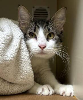 Domestic Short Hair Cats Available for Adoption in Dedham, Massachusetts - ALLIE | PetCurious