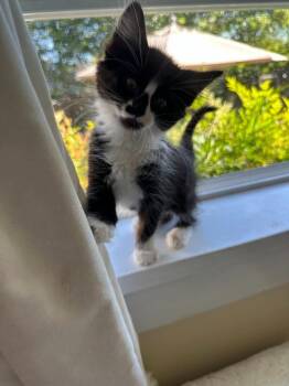 Tabitha -  Domestic Medium Hair Cat for Adoption in Seattle, Washington - Tabitha | PetCurious