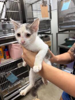 Wiggle -  Domestic Short Hair Cat for Adoption in Greensburg, Indiana - Wiggle | PetCurious