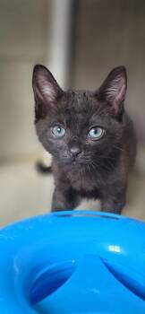 Domestic Short Hair Cats Available for Adoption in Honolulu, Hawaii - Olive | PetCurious