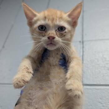 Cruz -  Domestic Short Hair Cat for Adoption in West Olive, Michigan - Cruz | PetCurious