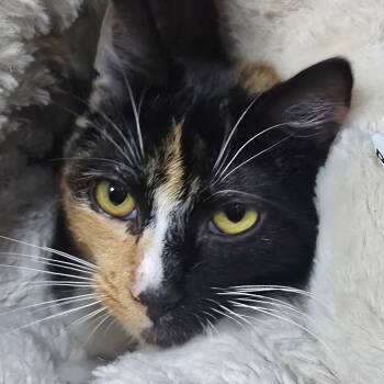 Callie -  Domestic Short Hair Cat for Adoption in Marble, North Carolina - Callie | PetCurious