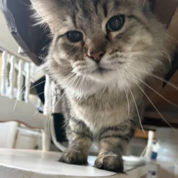 Rescue Domestic Long Hair and Tabby Cats for Adoption in Council Bluffs, Iowa - Zara  --  (jm) | PetCurious