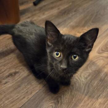 Perry -  Domestic Short Hair Cat Available for Adoption in Cooperstown, New York - Perry | PetCurious