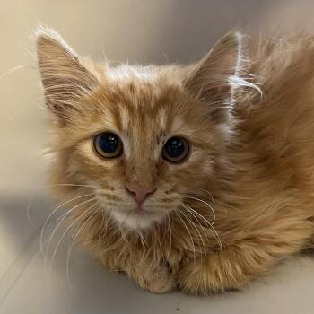 Coachella -  Domestic Medium Hair Cat for Adoption in Rifle, Colorado - Coachella | PetCurious