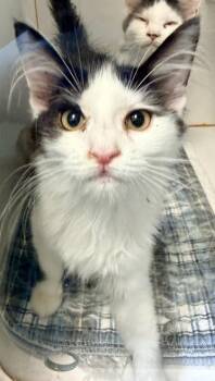 Capirotada -  Domestic Short Hair Cat for Adoption in Fairfax, Virginia - Capirotada | PetCurious