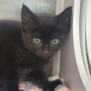 Cocoa -  Domestic Short Hair Cat for Adoption in Chattanooga, Tennessee - Cocoa | PetCurious