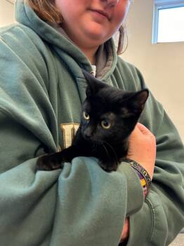 Rescue Domestic Short Hair Cats for Adoption in Grand Junction, Colorado - Cinder (Magic) OLD PHOTO | PetCurious