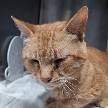 Rusty -  Domestic Short Hair and Extra Toes Cat Hemingway Polydactyl Cat for Adoption in Lakeland, Florida - Rusty | PetCurious
