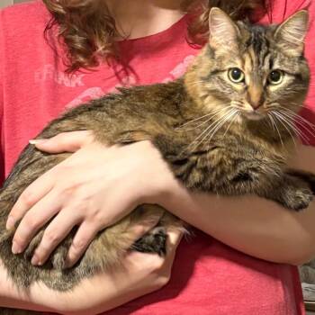 Keiko -  Domestic Long Hair Cat for Adoption in Rochester, Minnesota - Keiko | PetCurious