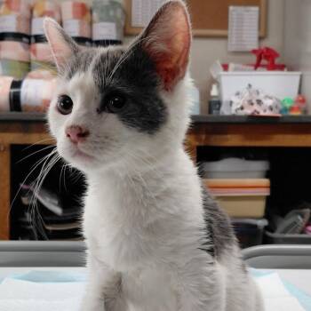 Domestic Short Hair Cats Available for Adoption in Willows, California - JERSEY | PetCurious