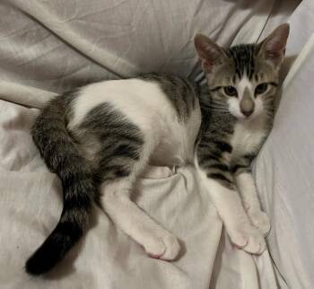 Skylar -  Domestic Short Hair Cat for Adoption in Bossier City, Louisiana - Skylar | PetCurious