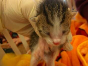 A379887 -  Domestic Short Hair Cat Available for Adoption in Ocala, Florida - A379887 | PetCurious