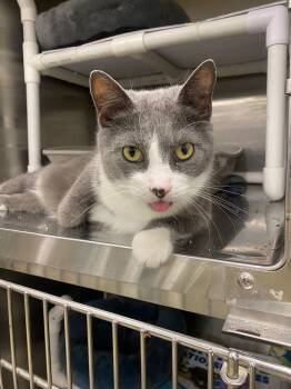 Rescue Domestic Short Hair Cats for Adoption in Franklin Township, New Jersey - Atlantic | PetCurious