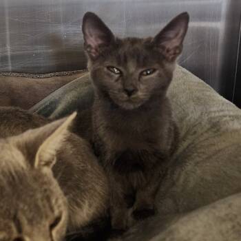 Rescue Domestic Short Hair Cats for Adoption in Evensville, Tennessee - Zippy | PetCurious