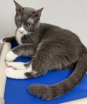 Domestic Short Hair Cats Available for Adoption in Venice, Florida - Esmay | PetCurious