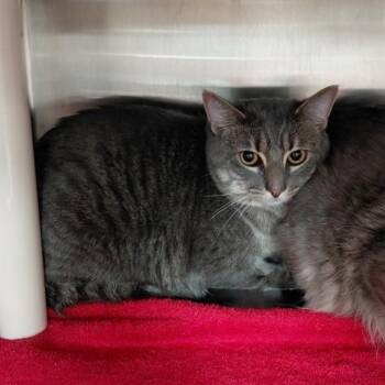 Domestic Short Hair Cats Available for Adoption - LEOPOLD | PetCurious