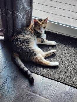 Roxanne -  Domestic Short Hair and Calico Cat Available for Adoption in Columbus, Minnesota - Roxanne | PetCurious