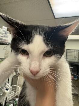 Wolfgang -  Domestic Short Hair Cat for Adoption in Cincinnati, Ohio - Wolfgang | PetCurious