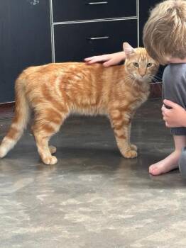 Domestic Short Hair Cats Available for Adoption in Oceanside, California - Mr. Whiskers | PetCurious