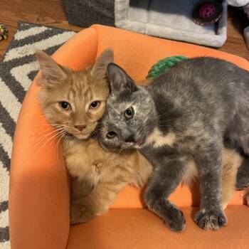 Dolly -  Domestic Long Hair Cat for Adoption in Gibsonia, Pennsylvania - Dolly | PetCurious