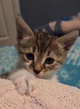 Domestic Short Hair Cats Available for Adoption in Virginia Beach, Virginia - Stripes | PetCurious