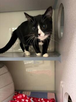 Domestic Short Hair Cats Available for Adoption - Rogue | PetCurious