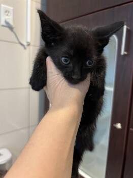 COFFEE -  Domestic Short Hair Cat for Adoption in Forney, Texas - COFFEE | PetCurious