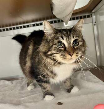 Domestic Short Hair Cats Available for Adoption in San Francisco, California - MEGUMIN | PetCurious