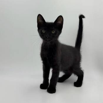 Rhubarb -  Domestic Short Hair Cat for Adoption in State College, Pennsylvania - Rhubarb | PetCurious