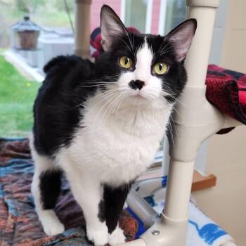 Domestic Short Hair Cats Available for Adoption in Marshfield, Wisconsin - Junior | PetCurious