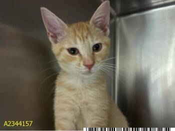 TACO -  Domestic Short Hair Cat for Adoption in West Palm Beach, Florida - TACO | PetCurious