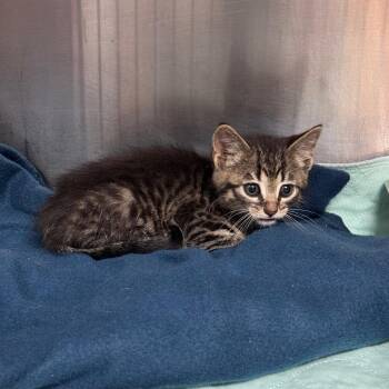Domestic Short Hair Cats Available for Adoption in Columbus, Georgia - 05/01/2026-Stray-FlatRockRoad | PetCurious
