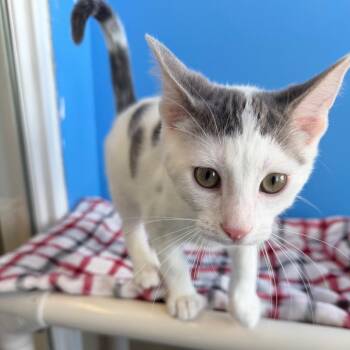 Manny -  Domestic Short Hair Cat for Adoption in Mankato, Minnesota - Manny | PetCurious