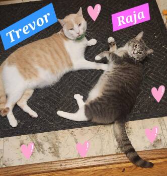 Domestic Short Hair Cats Available for Adoption - Raja (foster Cat) Bonded With Trevor | PetCurious