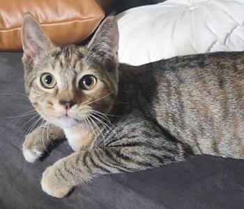 Siamese and Torbie Cats Available for Adoption - Mae And Pumpkin, Bonded Pair | PetCurious