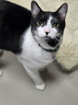 Domestic Short Hair Cats Available for Adoption - Billy Idol | PetCurious