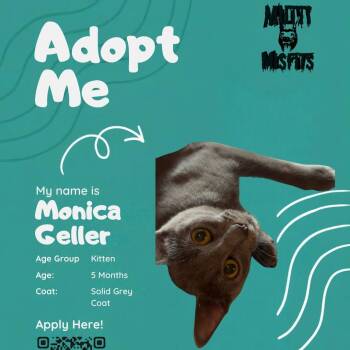 Monica Geller -  Domestic Short Hair Cat for Adoption in Oklahoma City, Oklahoma - Monica Geller | PetCurious