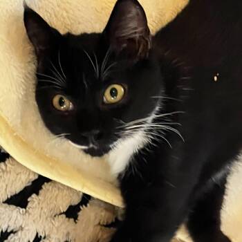 Cookie -  Domestic Short Hair Cat for Adoption in Houston, Texas - Cookie | PetCurious