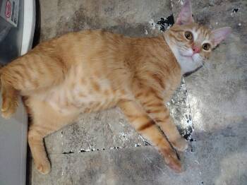 Ginger -  Domestic Short Hair Cat for Adoption in Syracuse, New York - Ginger | PetCurious