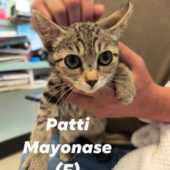 "Doug" Girl Kittens -  Domestic Medium Hair Cat for Adoption in Weaverville, California - "Doug" Girl Kittens | PetCurious
