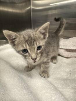 DOO DAD -  Domestic Short Hair Cat for Adoption in Derwood, Maryland - DOO DAD | PetCurious