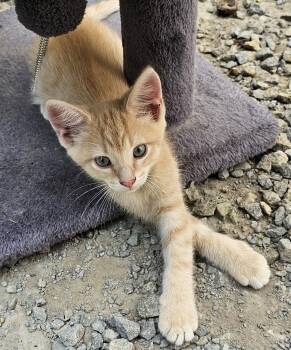 Frankie -  Domestic Short Hair Cat for Adoption in Maineville, Ohio - Frankie | PetCurious