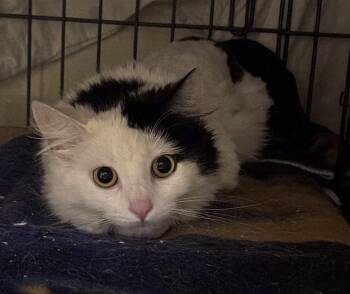 Domestic Long Hair Cats Available for Adoption - Sherrie | PetCurious